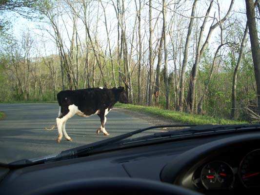 Black and white cow crossing a paved road in a wooded area, seen from inside a vehicle