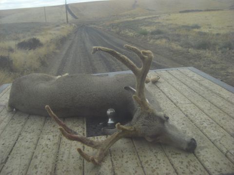 1993 Ford Bronco - A harvested velvet-antlered mule deer buck lying on a wood-plank flatbed truck deck fitted with a chrome gooseneck hitch ball. The bed look…