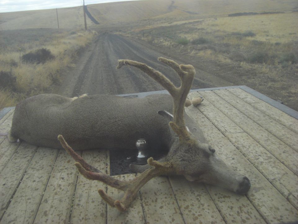 Deer on a wood flatbed truck deck with chrome gooseneck ball, gravel road behind