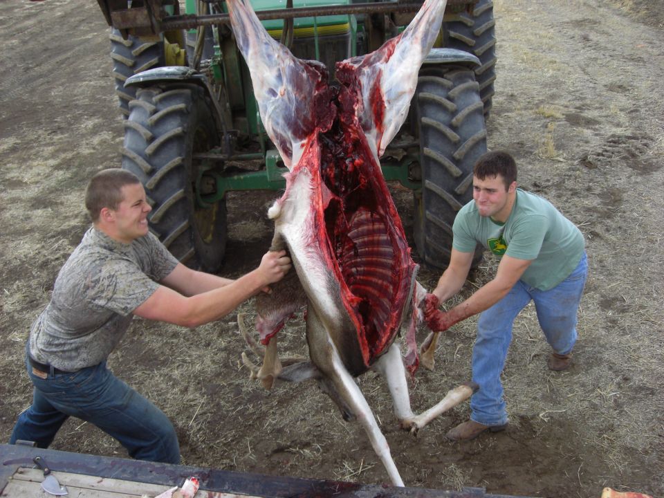 Two people skinning a deer hung from a green John Deere tractor in a dirt farmyard