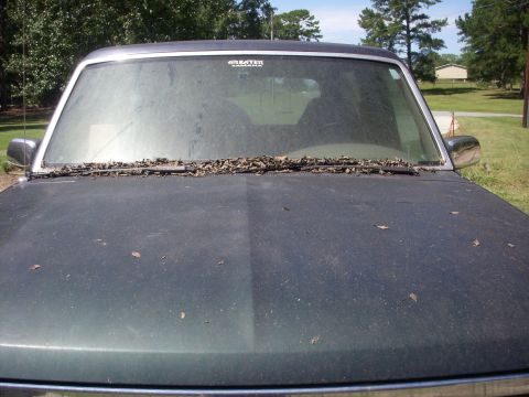 1993 Ford Bronco - This truck's front end is covered in leaves, obscuring the windshield and hood.