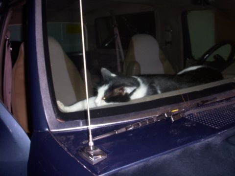 1993 Ford Bronco - This was a really expensive cat bed