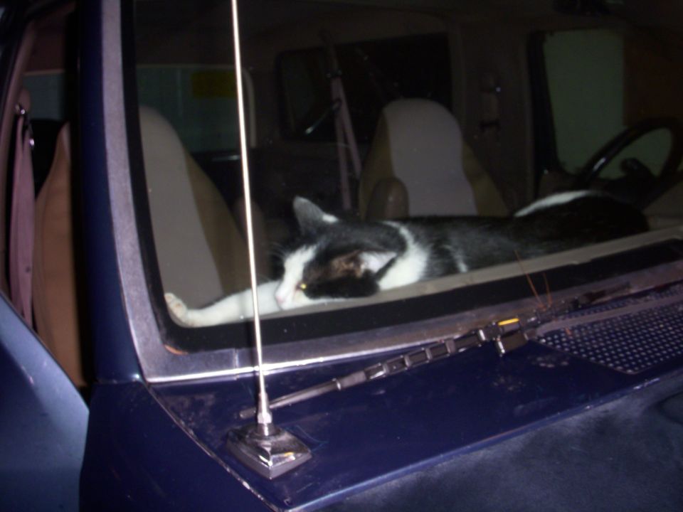 This was a really expensive cat bed