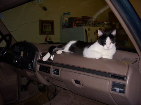 1993 Ford Bronco - Just installed the new dash pad only for it to be used for a place to nap.....