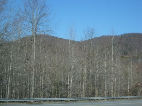 2001 Ford Crown Victoria - A view of a wooded hillside and a clear blue sky, taken from a moving vehicle.
