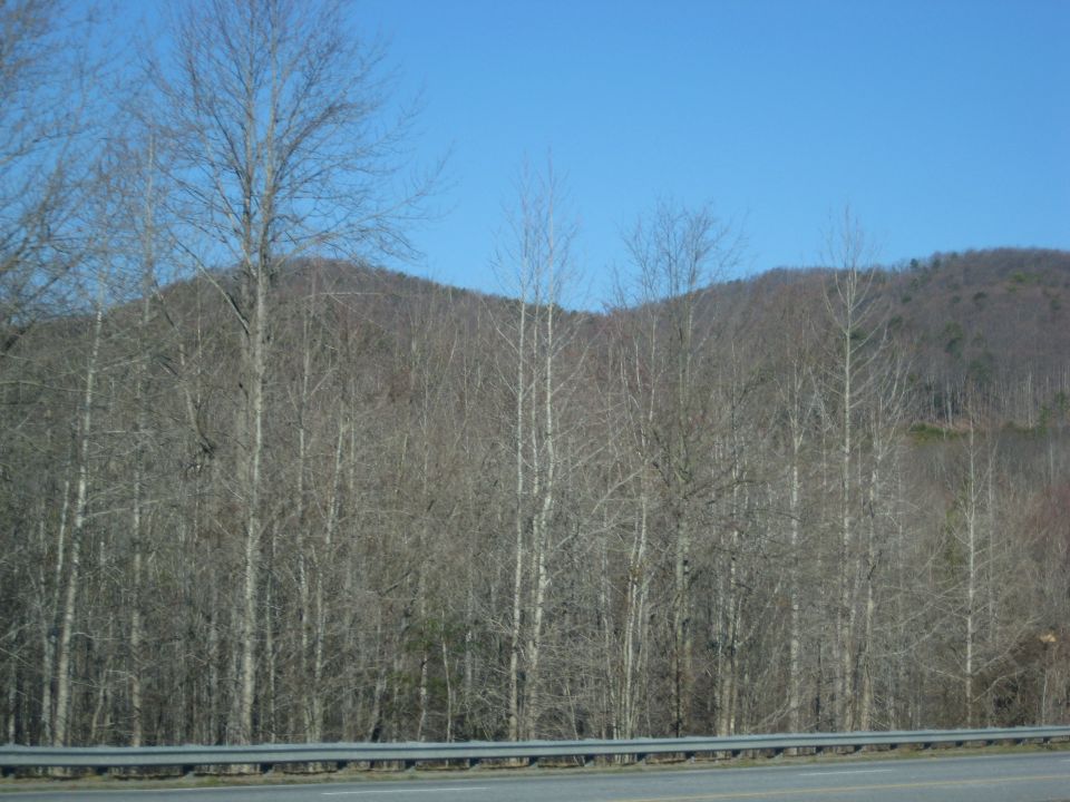 Roadside view of bare trees and a hill under a clear blue sky, with a metal guardrail in the foreground