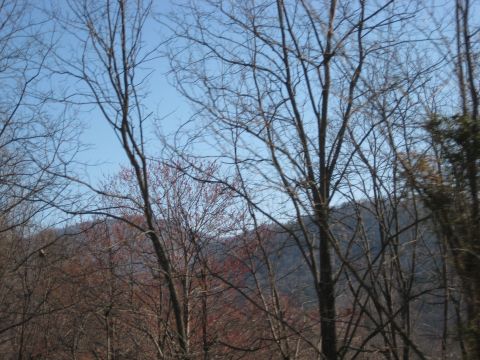 2001 Ford Crown Victoria - A landscape scene with bare trees and a hill, under a bright blue sky, with a website watermark visible.
