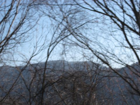 2001 Ford Crown Victoria - A landscape scene with bare trees in the foreground and mountains in the distance under a clear sky.