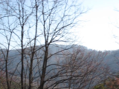 2001 Ford Crown Victoria - A landscape scene with bare trees and a distant hill, likely taken during late winter or early spring.