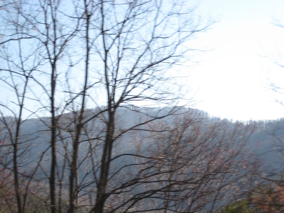 Bare trees in the foreground with a hazy, tree-covered hill in the background under a bright sky
