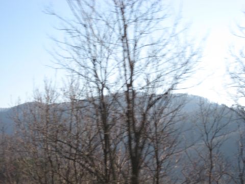 2001 Ford Crown Victoria - A view of a wooded hillside with bare trees, likely during late autumn or winter.