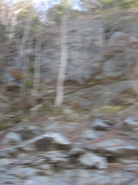 2001 Ford Crown Victoria - A blurred scene of a rocky hillside with trees and fallen leaves, suggesting motion.