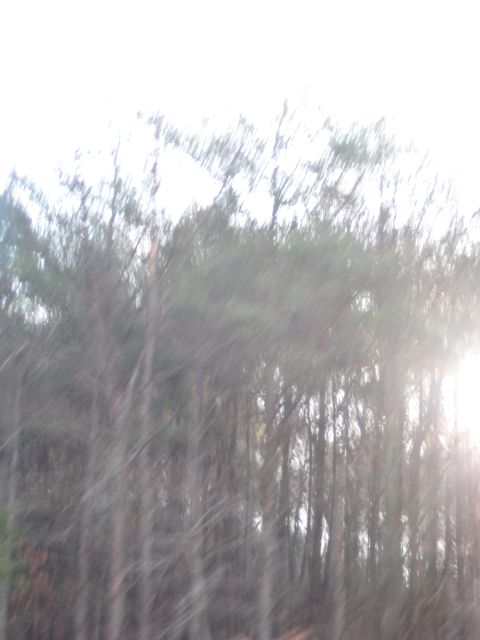 2001 Ford Crown Victoria - Trees and sky are visible in this blurry photo, with a website watermark at the bottom.
