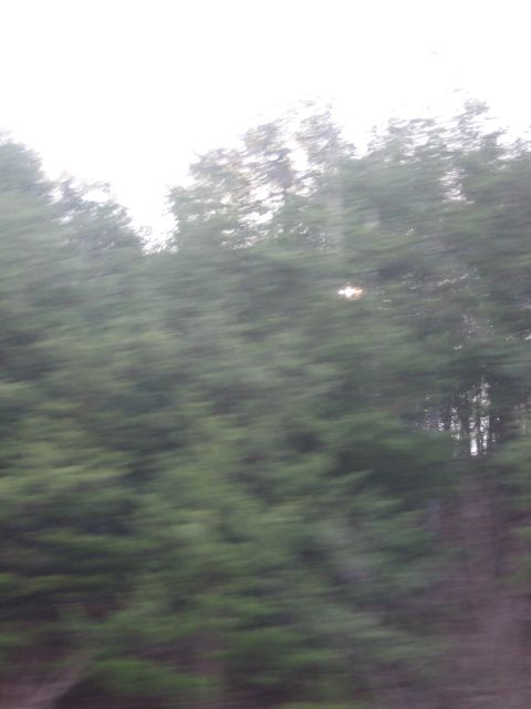2001 Ford Crown Victoria - A blurry view of trees and sky, likely taken from a car window while in motion.