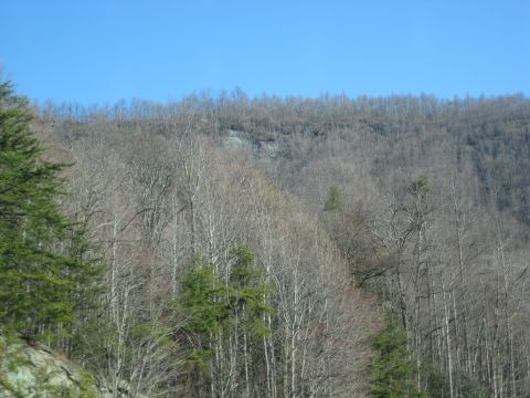 2001 Ford Crown Victoria - A wide shot of a wooded hillside under a clear blue sky, a Supermotors.net watermark in the lower right corner.