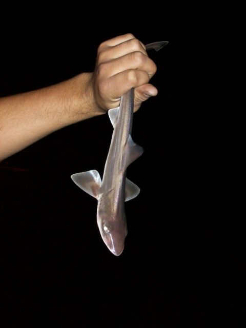 1991 Ford Bronco - A small shark is held up by a hand against a dark background.
