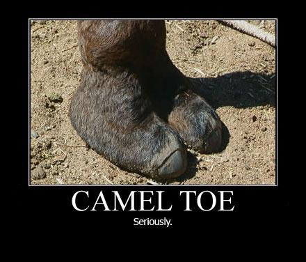 2000 Mercury Grand Marquis - Close-up of a camel's foot with text overlay.