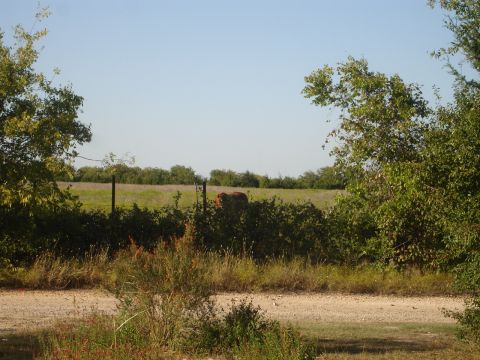 1989 Ford Bronco - A rural scene with a dirt road in the foreground and a field with a fence line and trees in the background. A brown animal, possibly a cow,…