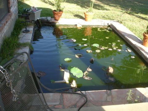 1989 Ford Bronco - A backyard pond with lily pads and a metal chair in the foreground.