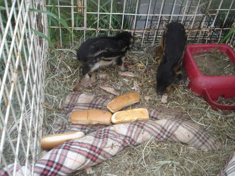 1989 Ford Bronco - Two piglets are in a cage with hay and hot dog buns. A red feeder is also visible in the cage.