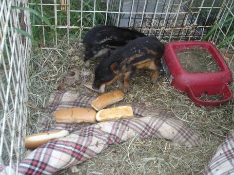 1989 Ford Bronco - Two young wild pigs are inside a wire enclosure with hay and some hot dog buns. A red plastic feeder is also visible in the enclosure.