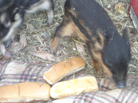 1989 Ford Bronco - Two piglets are on a blanket with several hot dog buns scattered around them. One piglet is black and tan with stripes, and the other is mo…