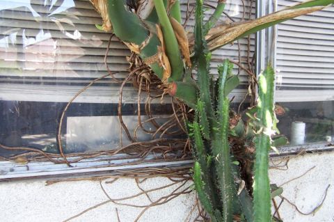 1990 Ford Bronco - Overgrown plants with tangled vines and spiky stems obscure a window with horizontal blinds.