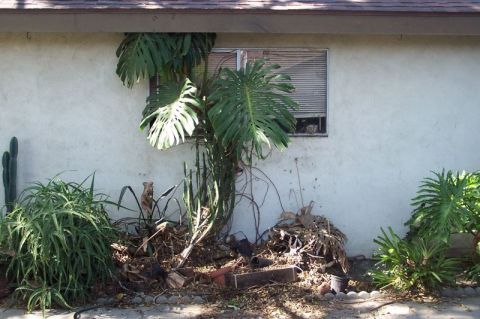 1990 Ford Bronco - A cluttered garden scene with lush foliage and a window on a house exterior.