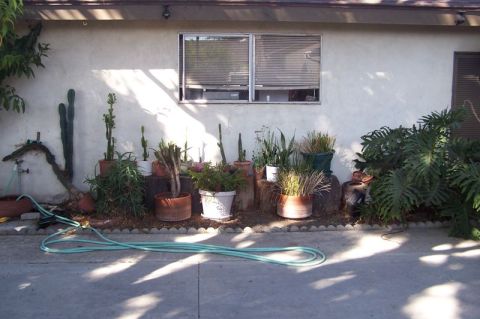 1990 Ford Bronco - A collection of potted plants, including cacti and other succulents, are arranged outside a building, with a garden hose coiled on the grou…