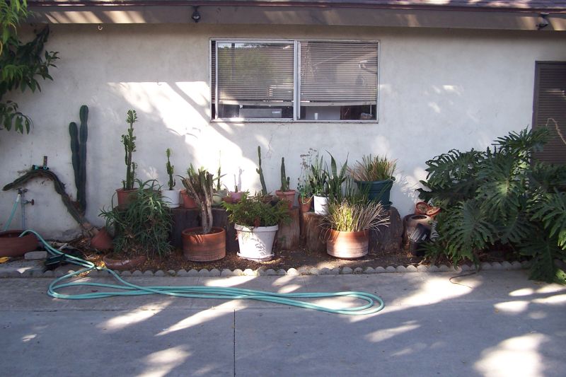 Potted plants and a garden hose lie on a concrete patio in front of a house