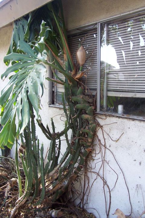1990 Ford Bronco - Overgrown plants, including a large Monstera leaf and cactus-like stems, climb the exterior wall of a house, partially obscuring a window.