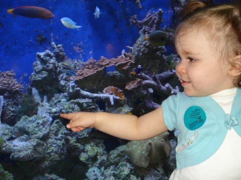 2000 Ford Crown Victoria - A young child excitedly points at marine life within a vibrant aquarium exhibit.
