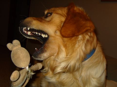 1989 Ford Bronco - Dog with toy in mouth.
