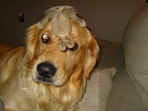 1989 Ford Bronco - A dog sits on a couch with a stuffed toy balanced on its head.
