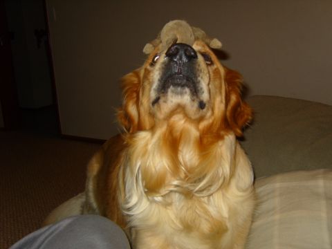 1989 Ford Bronco - A golden retriever balances a stuffed toy on its head while looking upwards.
