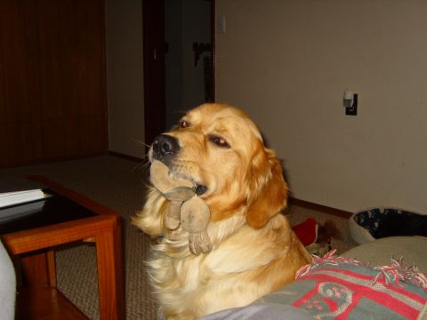 1989 Ford Bronco - A golden retriever dog sits indoors with a stuffed toy held in its mouth.