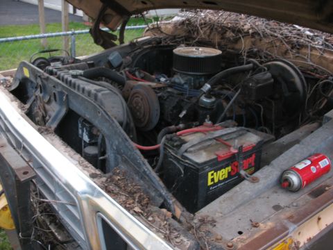 1978 Ford F-250 - The engine bay of an older truck shows a V8 engine, battery, and radiator, covered in debris with a spray can nearby.