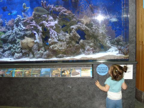 2000 Ford Crown Victoria - A young child observes marine life in a large aquarium display.