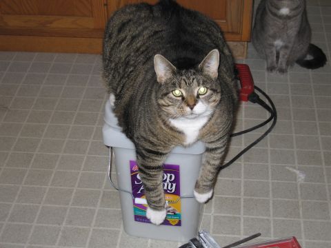 2001 Ford Crown Victoria - A tabby cat sits on a bucket, with another cat visible in the background.