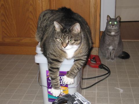 2001 Ford Crown Victoria - Two cats are in a room, one sitting on a white bucket and the other sitting on the floor.