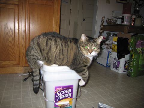 2001 Ford Crown Victoria - A cat sits on a bucket in a room with cabinets and shelves in the background.