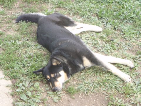1996 Ford Bronco - A black and tan dog with blue eyes is lying on its back in the grass.