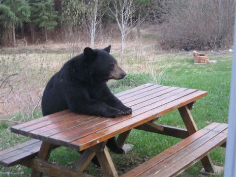 1997 Ford Crown Victoria - A black bear is seated on a picnic table in a grassy area.