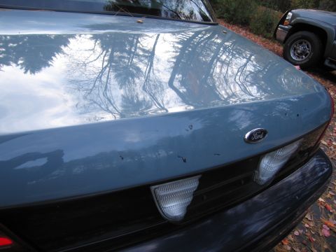 1991 Ford LTD Crown Victoria - The hood of a car shows reflections of the surroundings.