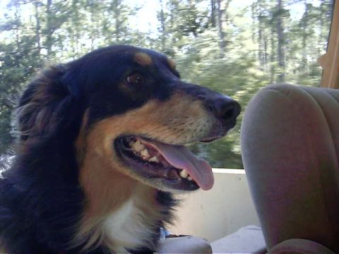 1985 Ford Bronco - Maximus, (before Gladiator) buggly, Butt ugly, my good sencond best bud Max...100% aussie shepard