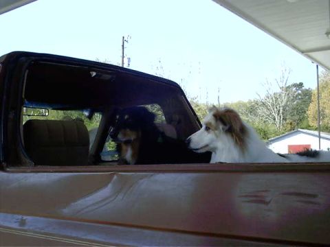 1985 Ford Bronco - max and angel..my dogs..*ruff*