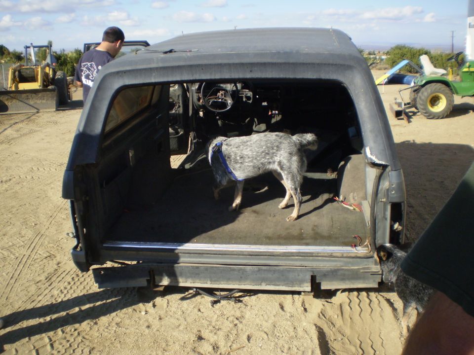 Dog inside the rear of a dark SUV with a man behind it. Tractor in background.