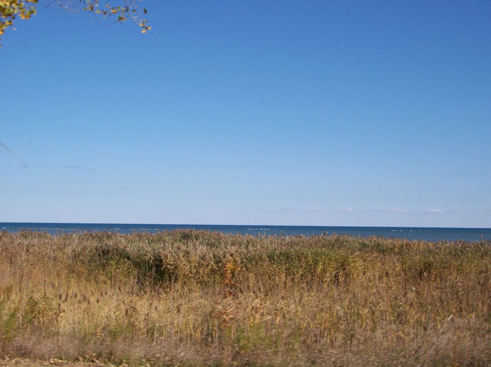 Bright blue sky over a calm body of water with reeds in the foreground.
