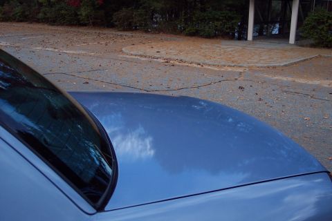2001 Ford Crown Victoria - A close-up view of a blue car's hood and rear window, with a building and trees in the background.