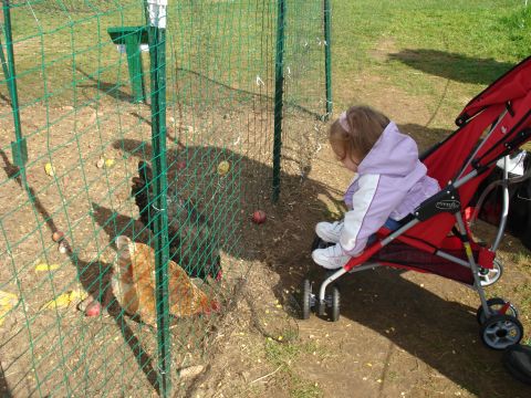 2000 Ford Crown Victoria - A toddler sits in a red stroller looking at chickens inside a fenced enclosure.